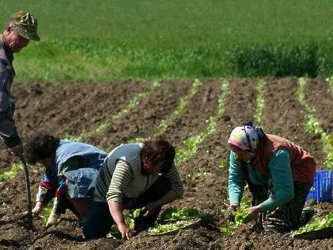 Плащат на тютюнопроизводителите за последно