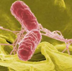 Германия заплашена от повторна епидемия от Е. Коли