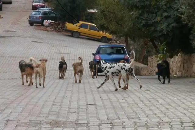 Глутницата, нахапала професор в София ще бъде евтаназирана