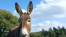 Животни ще поддържат тревните площи на Чикагското летище