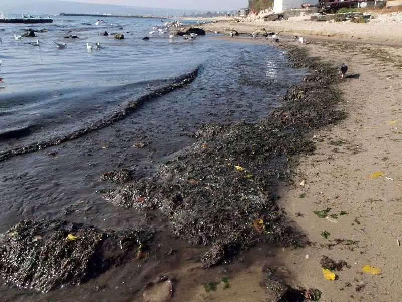 Проф. Красимир Антонов: Има опасност морската вода да е заразена с хепатит А