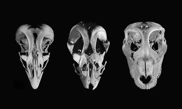 Биолози създадоха пилета с динозавърски муцуни