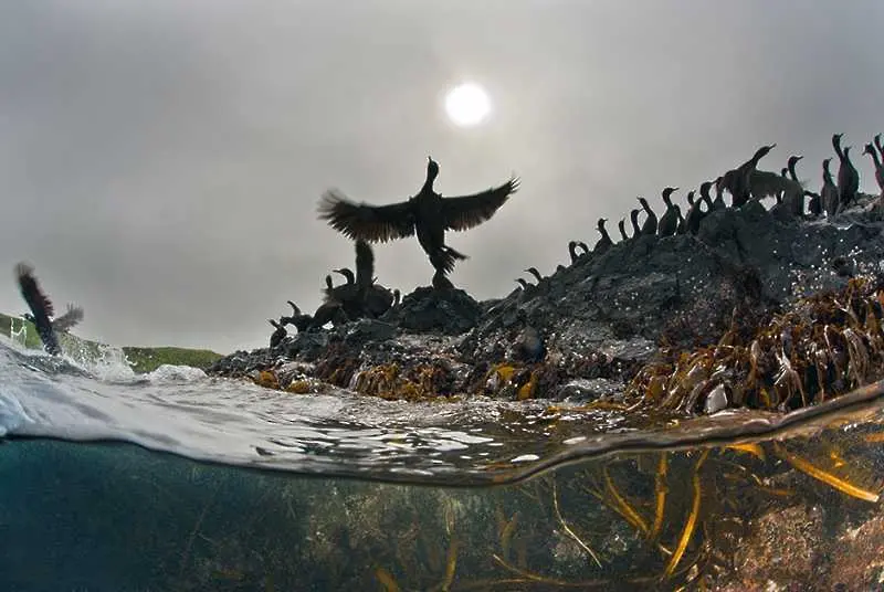 Живот под водата - фотогалерия