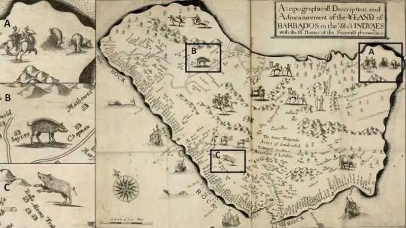 Разгадаха мистерията на прасетата от Барбадос