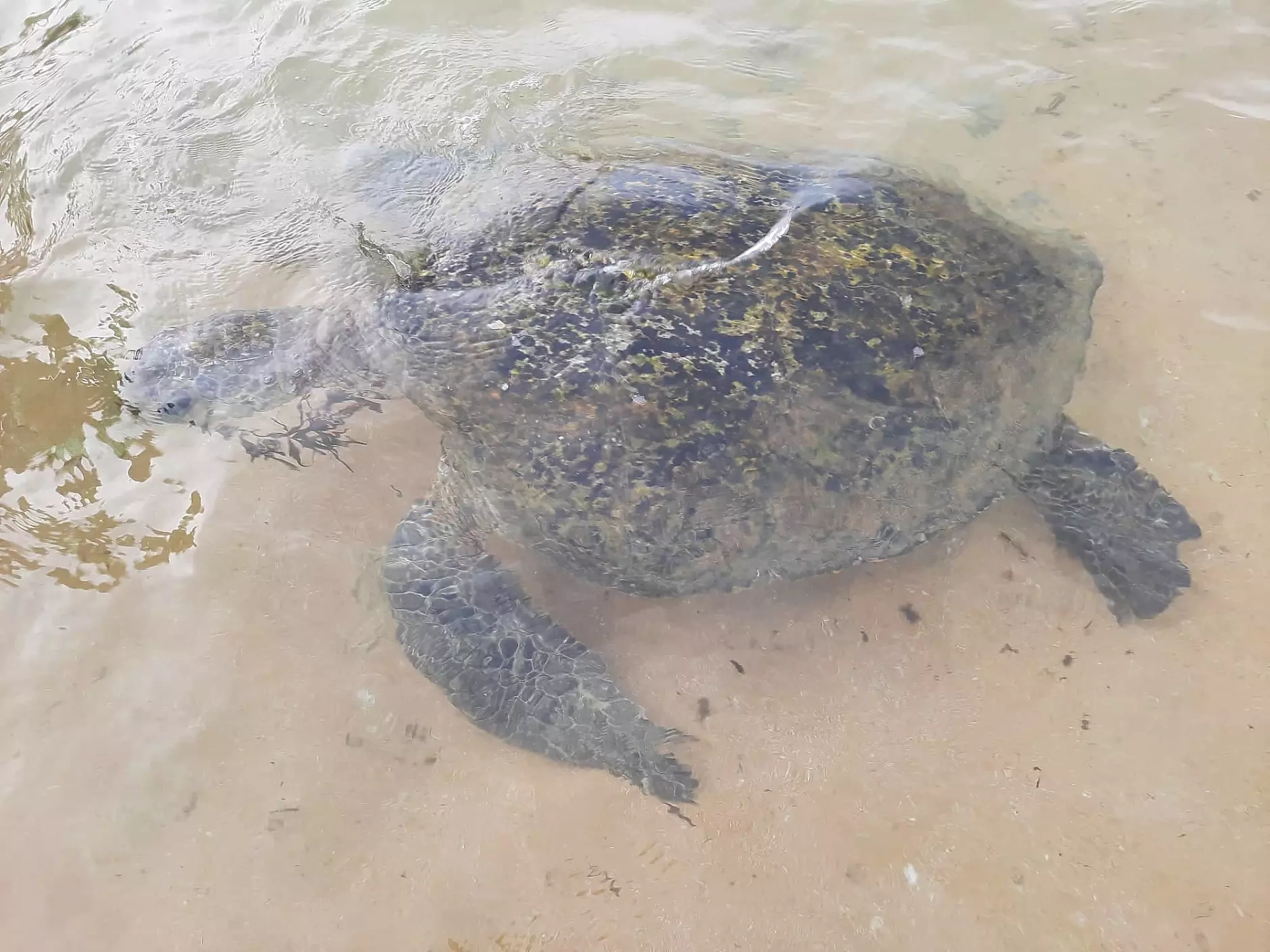 Caretta caretta се завърна край бреговете на Закинтос 