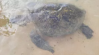 Caretta caretta се завърна край бреговете на Закинтос 