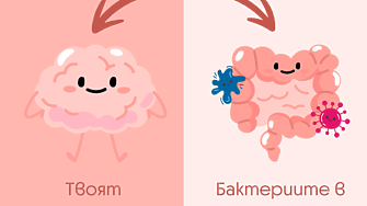 Могат ли добрите бактерии да помогнат в ежедневната борба със стреса? 